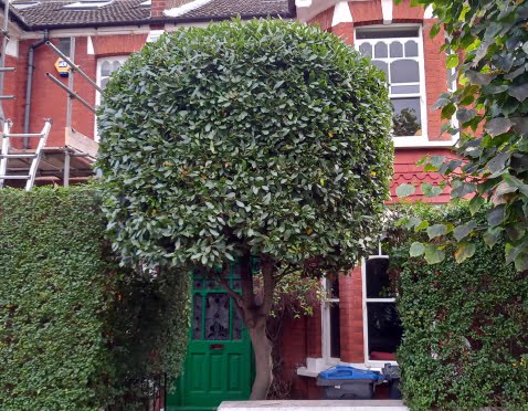 Hedge Trimming in Wimbledon