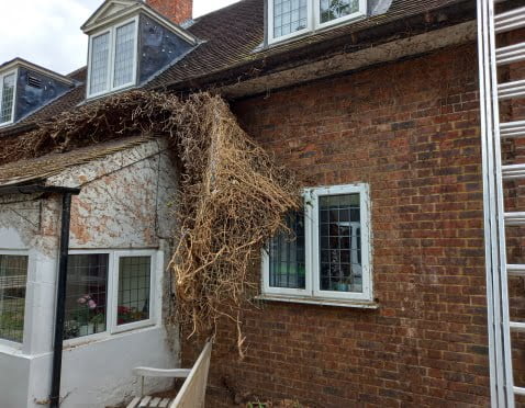 Ivy Removal in Wimbledon