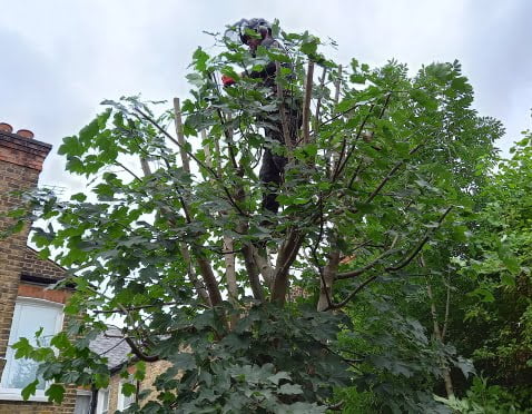 Tree Pruning in Wimbledon