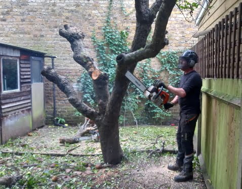 Tree Removal in Wimbledon
